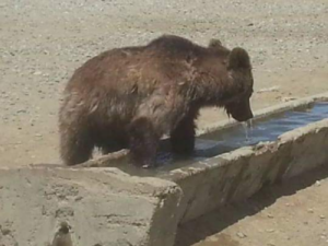 Вода для медведя фото